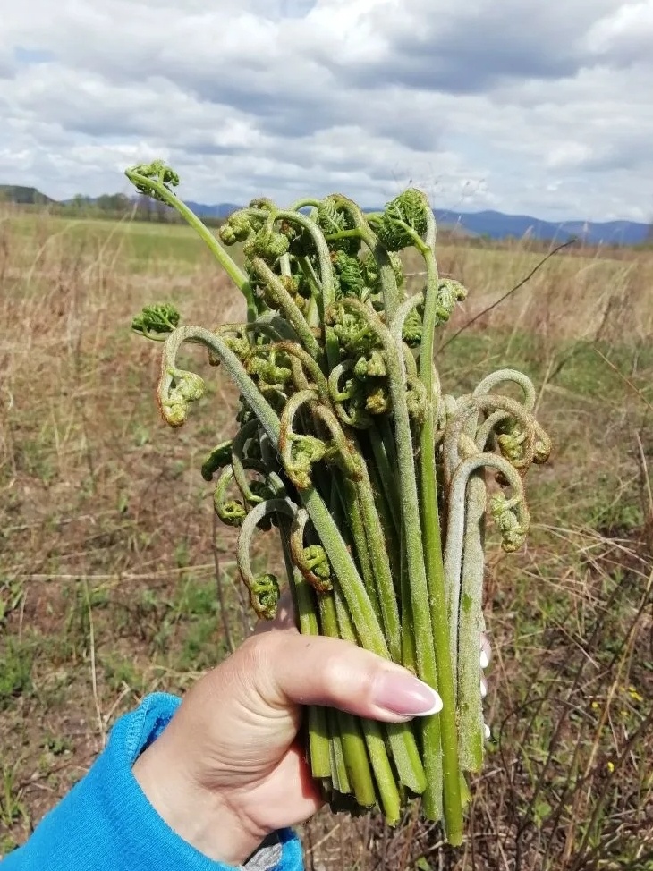 Папоротник орляк