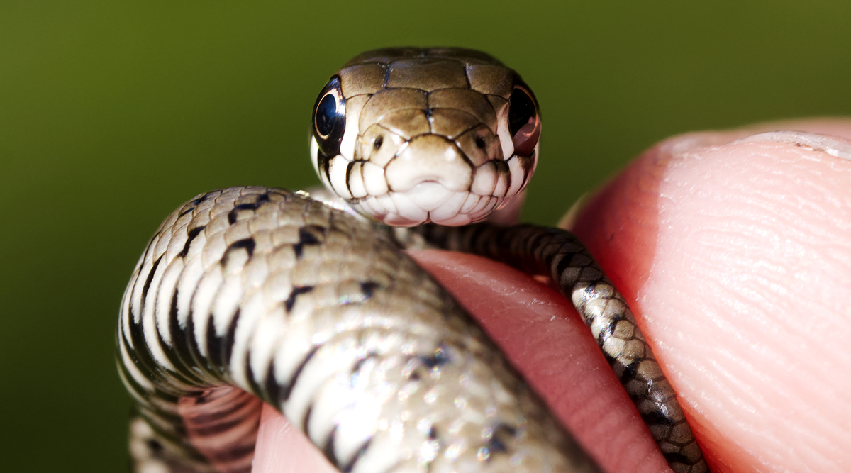 Ну как эту милашку можно бояться?