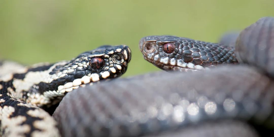 Три главные змеи России: Где обитают, как себя ведут и сильно ли кусаются?