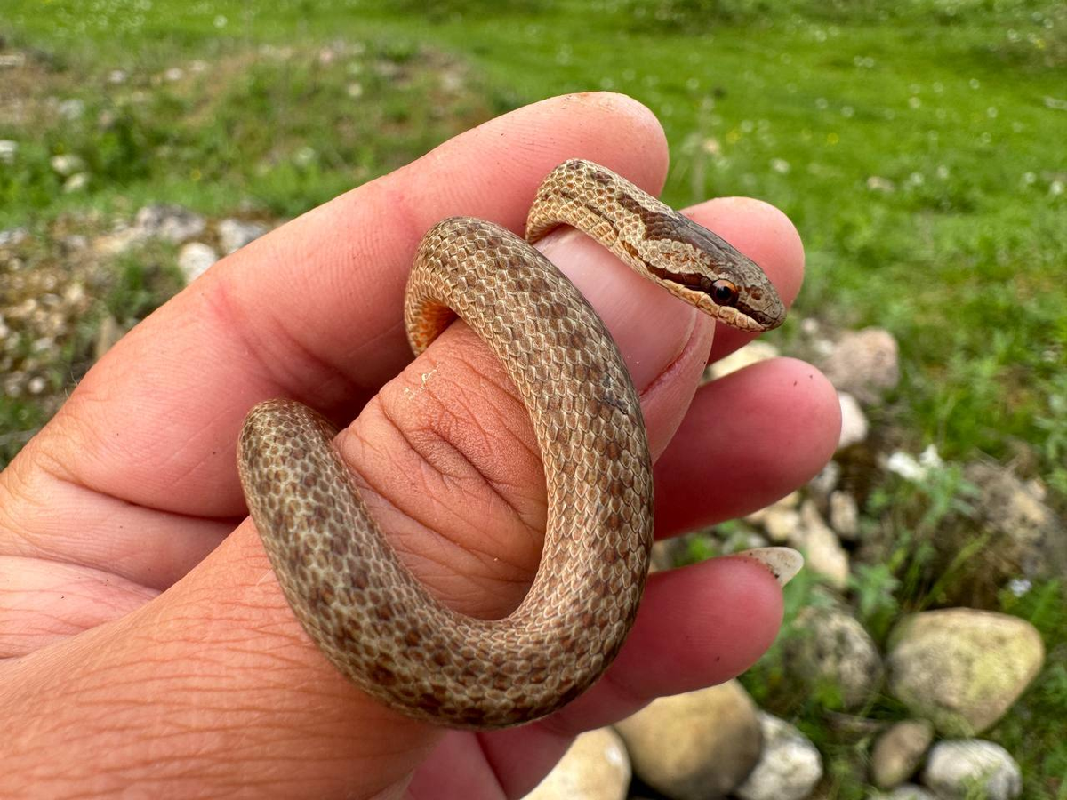 А приглашённый гость этой статьи — обыкновенная медянка. Абсолютно мирная и безвредная змея с очень дурной репутацией. Многие люди по незнанию записывают её в ядовитые змеи или же называют медянками местных гадюк. Но она ни в чём не виновата!