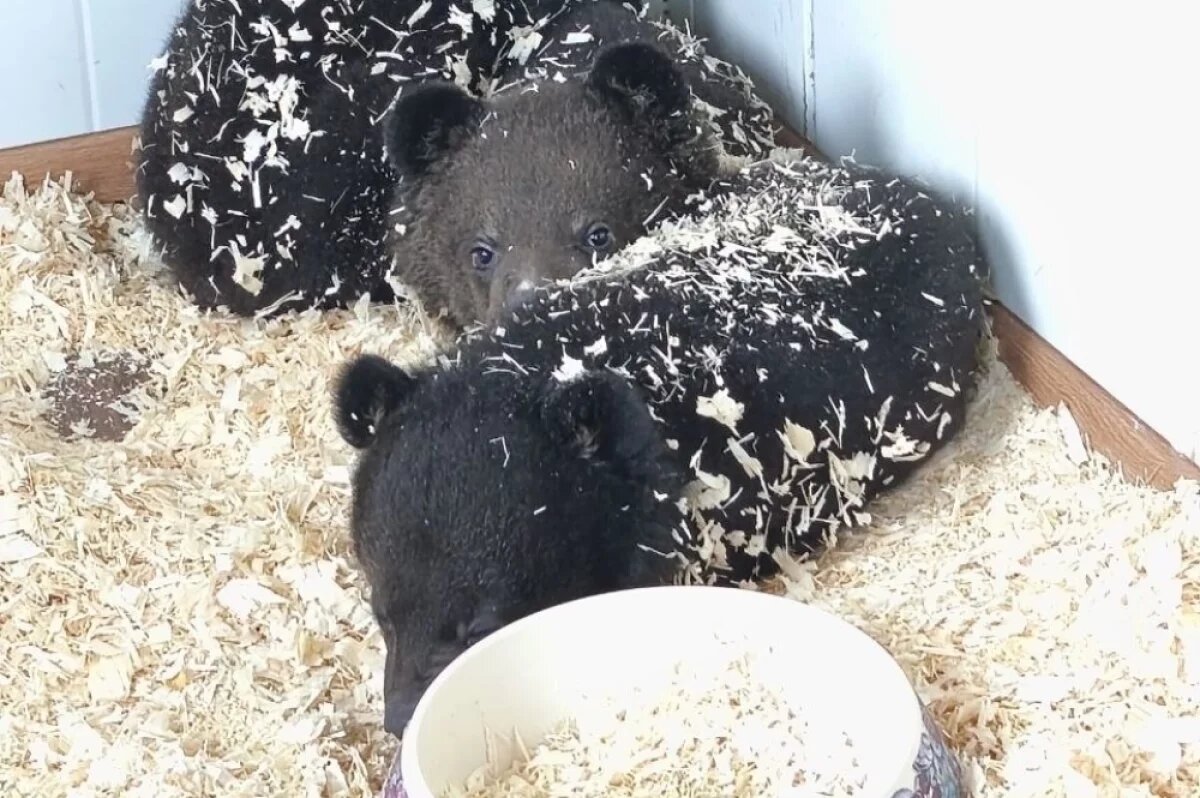    Медвежат-сирот в приморском центре «Тигр» стало в два раза больше
