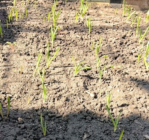 Про чеснок: первое дело на укрупнение в апреле - агрономы советуют сделать до подкормок. И 2 момента: растет как лес и головки с яблоко