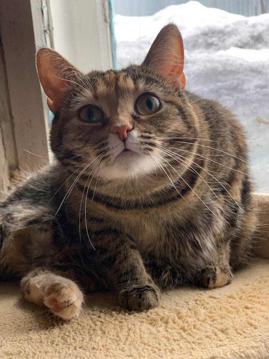 мудрый взгляд опытного следователя