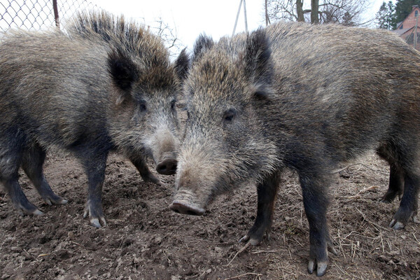 Игорь Зарембо/РИА Новости   📷