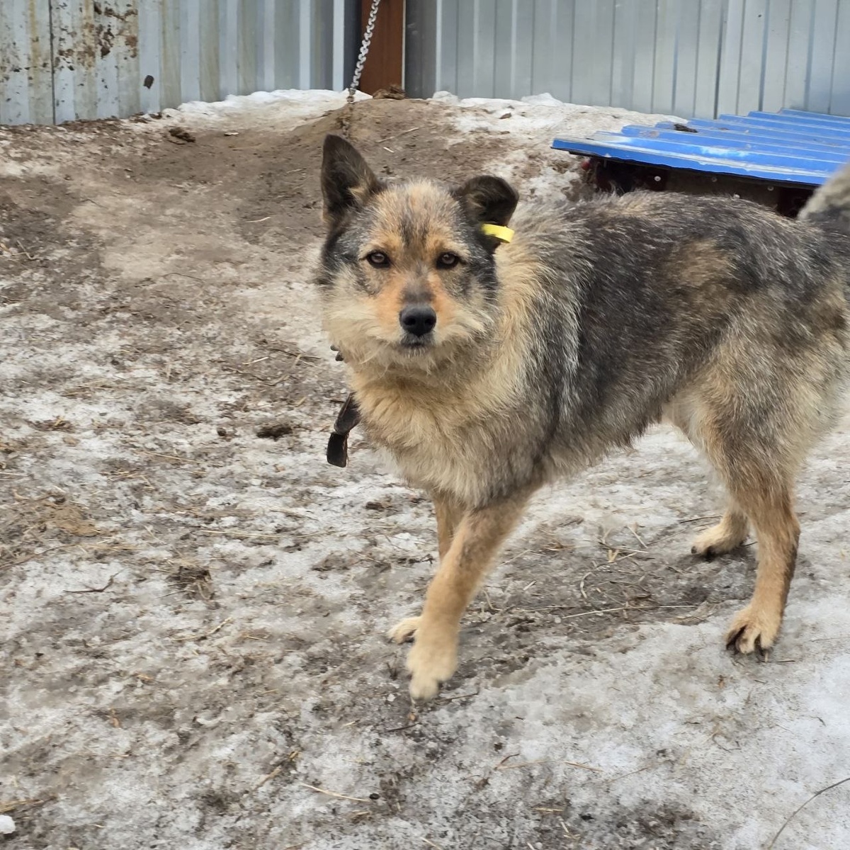 настороженный взгляд полный тревожного ожидания