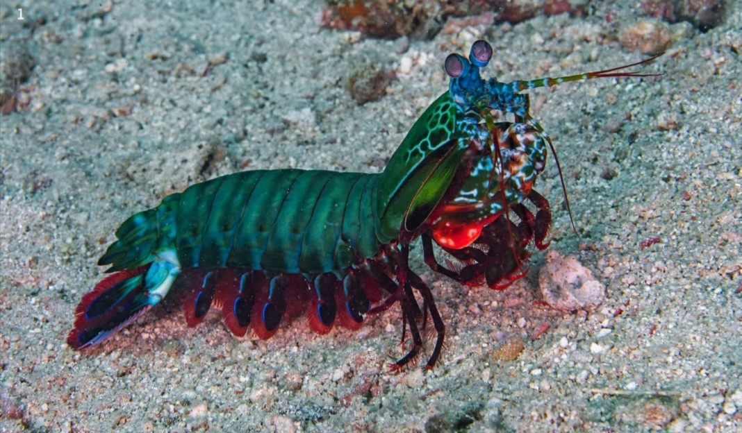 Изображение из Яндекс картинки 