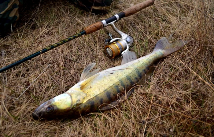 Весенний судак: стратегия поиска и мастерство джига в начале весны