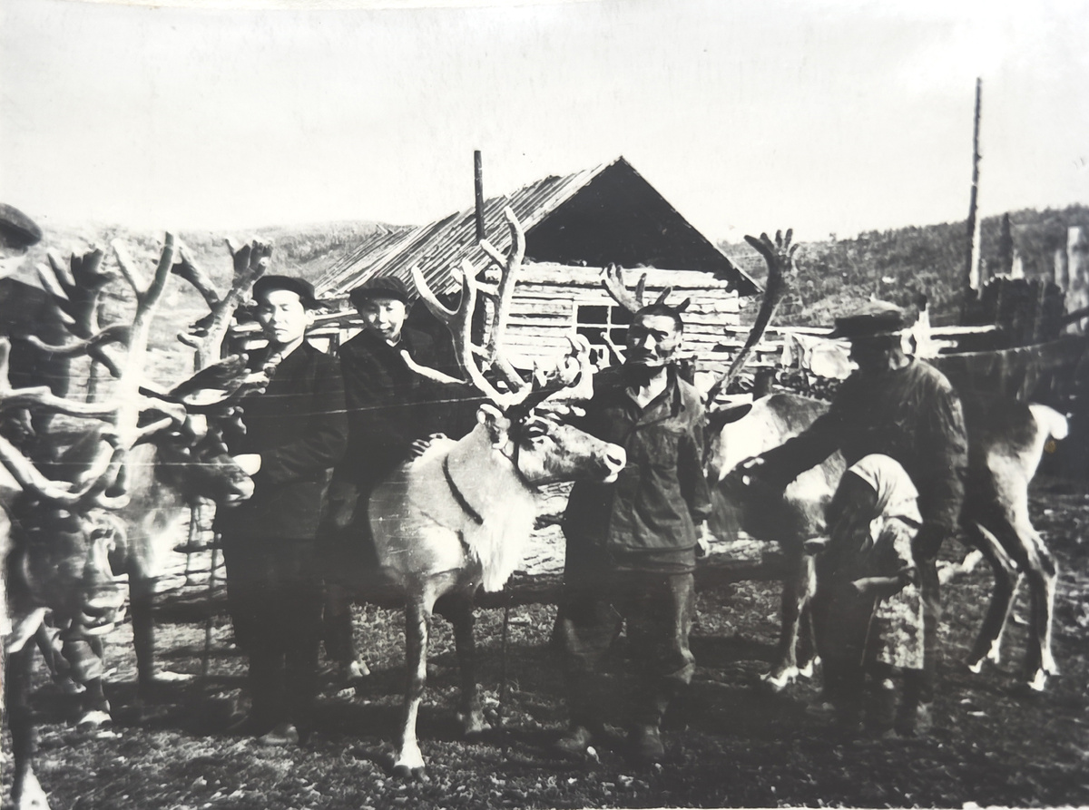 Фото 1. Жители Окинского аймака с северными оленями участвующие в перевозке грузов Восточно-Саянской экспедиции. Поселок Боксон. 1950 г.