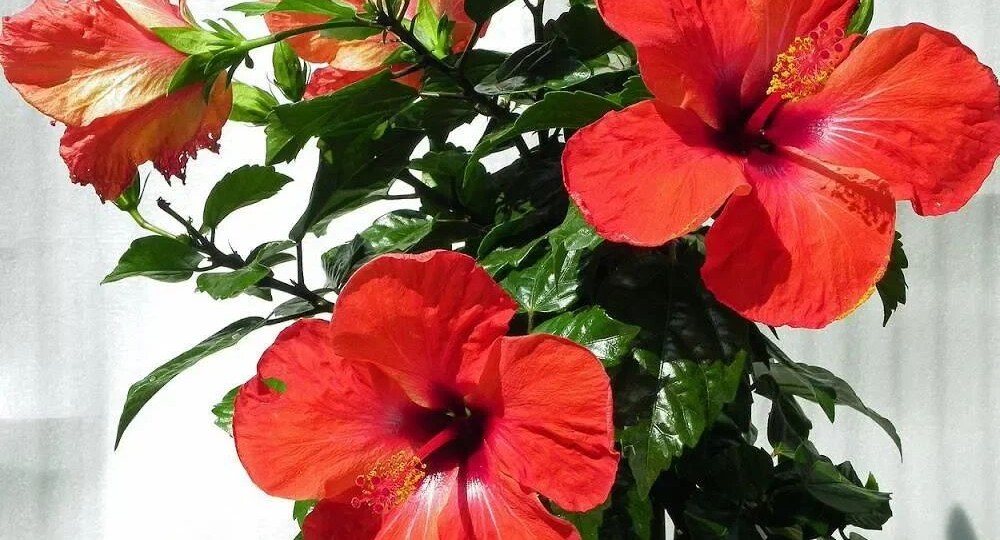 ЯБЛОКИ С РОЗЫ И БЕРЁЗЫ Дедушка объяснил, что цветы зовут Роза и Береза, и скоро на них вырастут яблоки