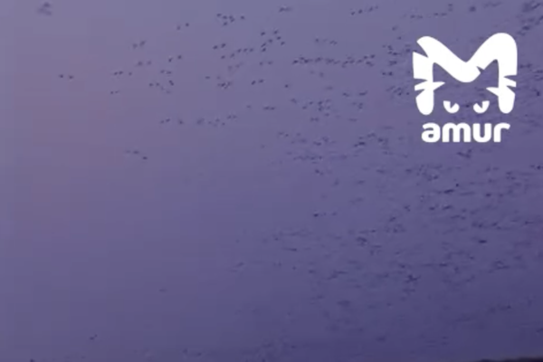 Кадр видео: Telegram-канал «Amur Mash»  📷