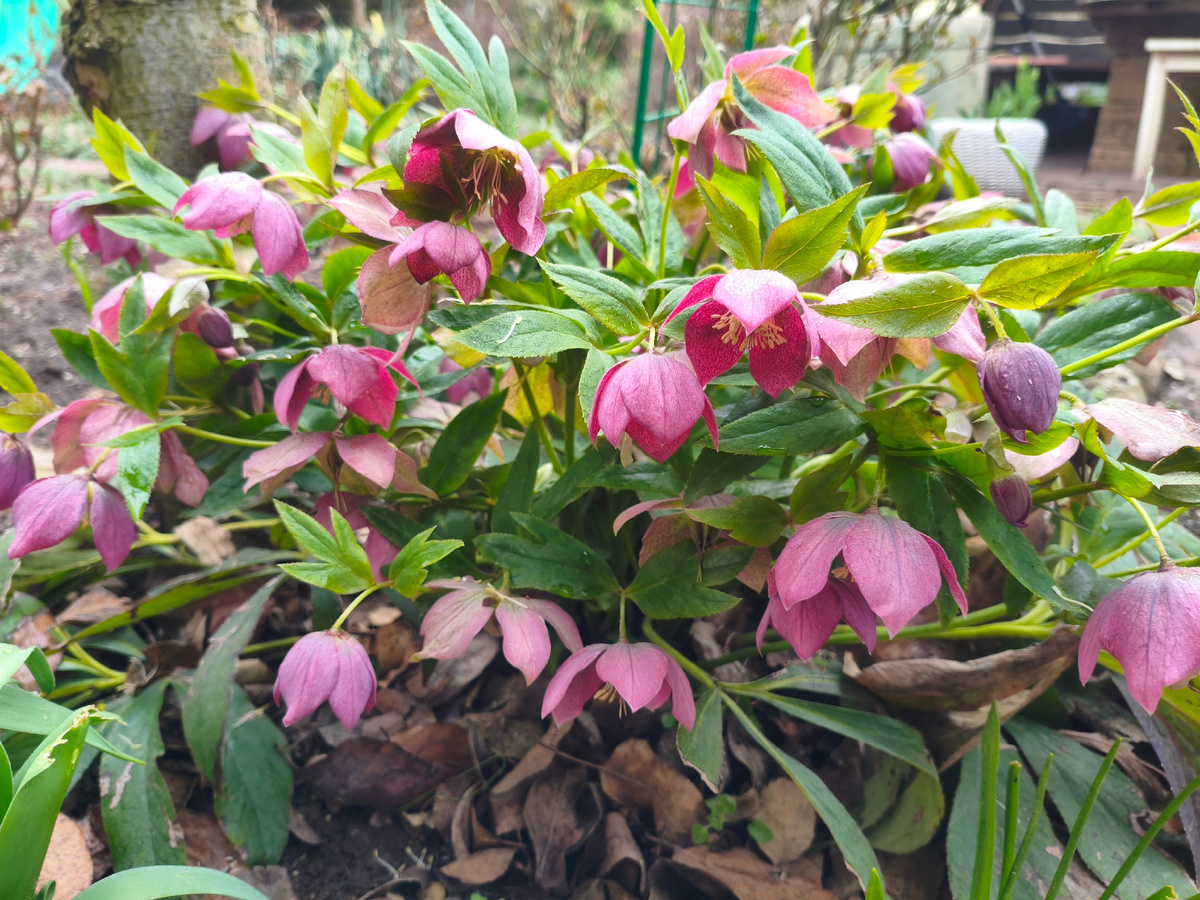 Морозники красавцы