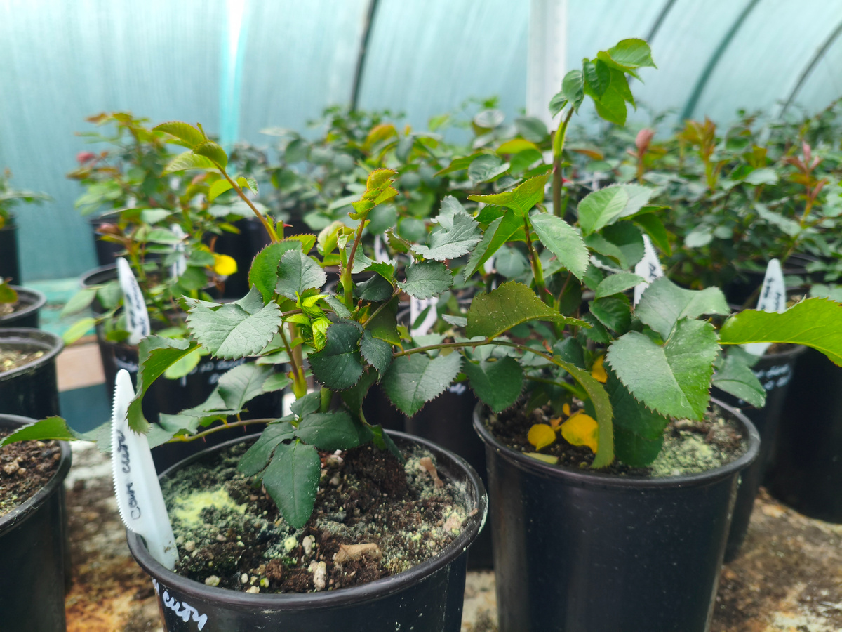 И обрезаны, и удобрена. Желтое — это сера