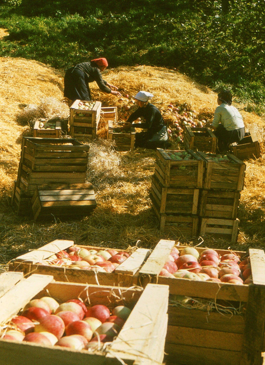 1972, сбор яблок в Казахстане