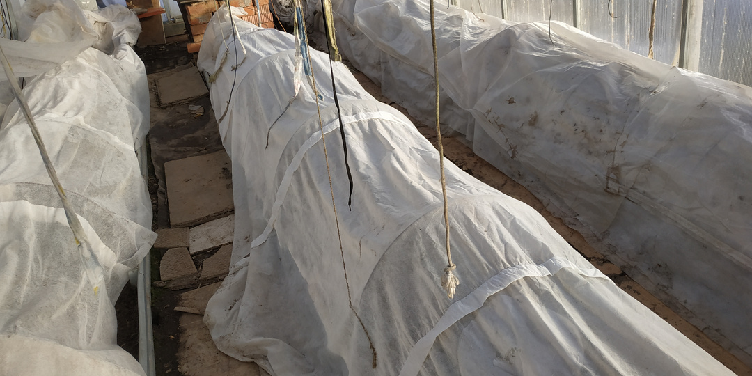 Мой способ ранней высадки томатов в теплицу