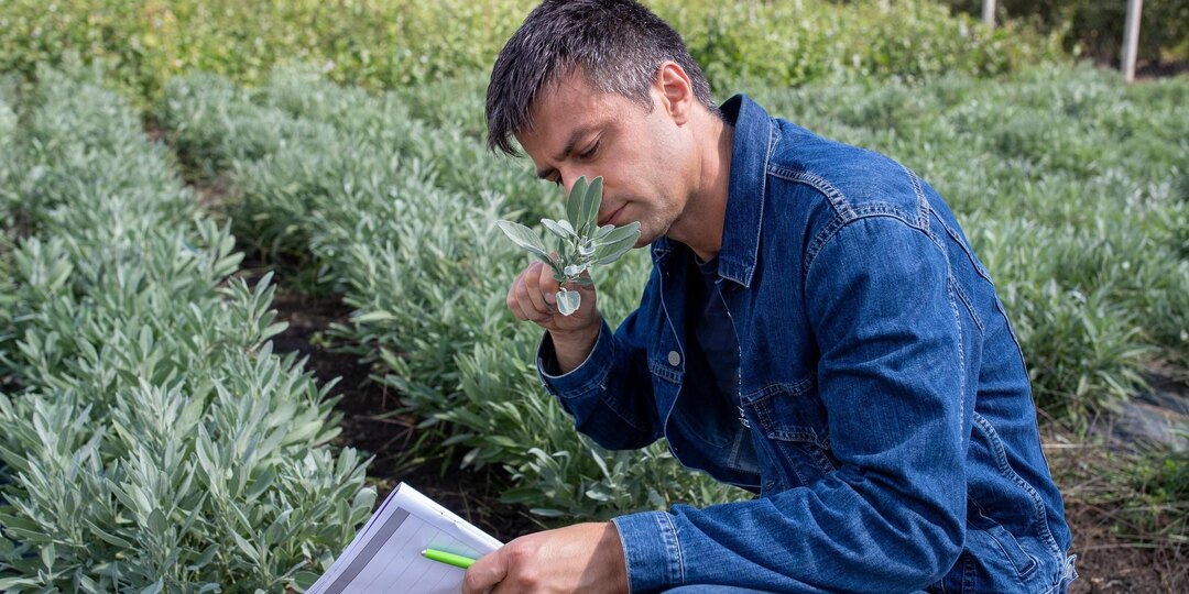 За выращивание какого шалфея садовникам грозит тюрьма