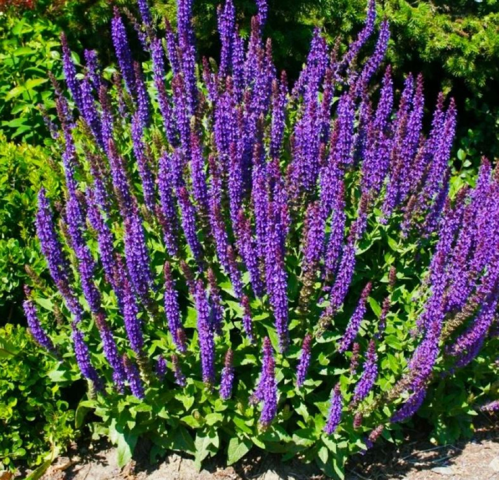 Шалфей дубоавный Шнеехюгел