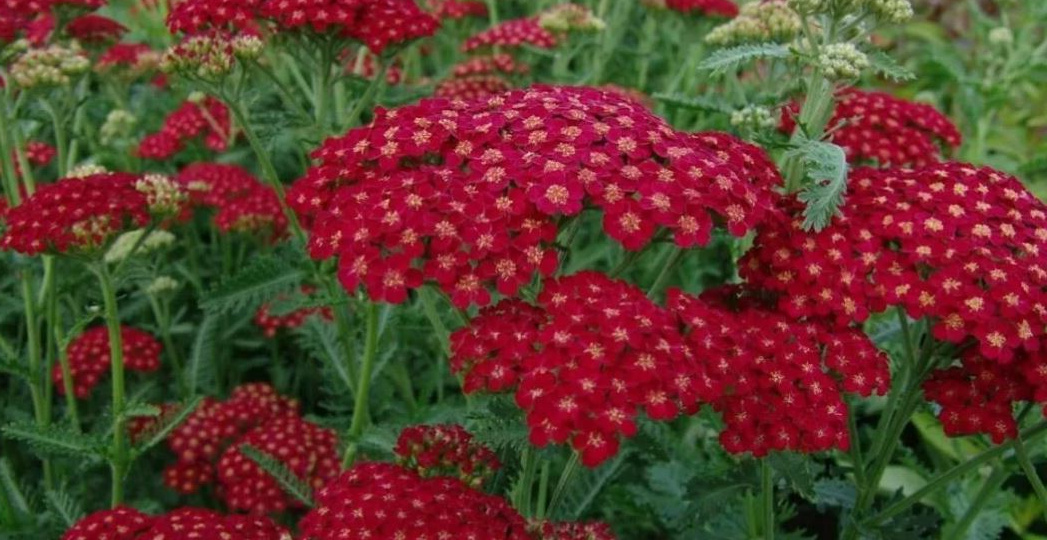 15 долгоцветущих многолетников для вашей дачи. Создаём цветник для ленивых (но умных!)