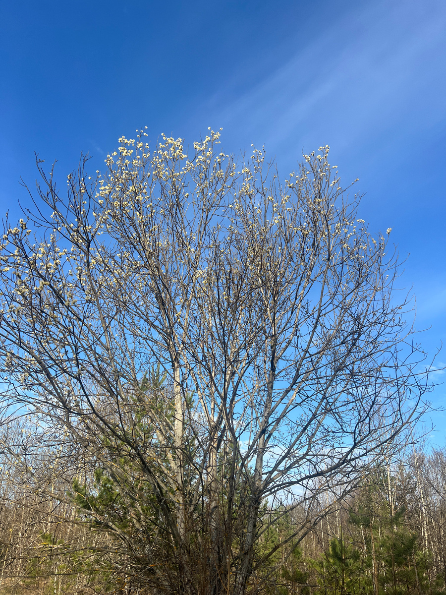 Козья ива на входе в "шапочковый" молодняк. Фото автора. 30.03.26