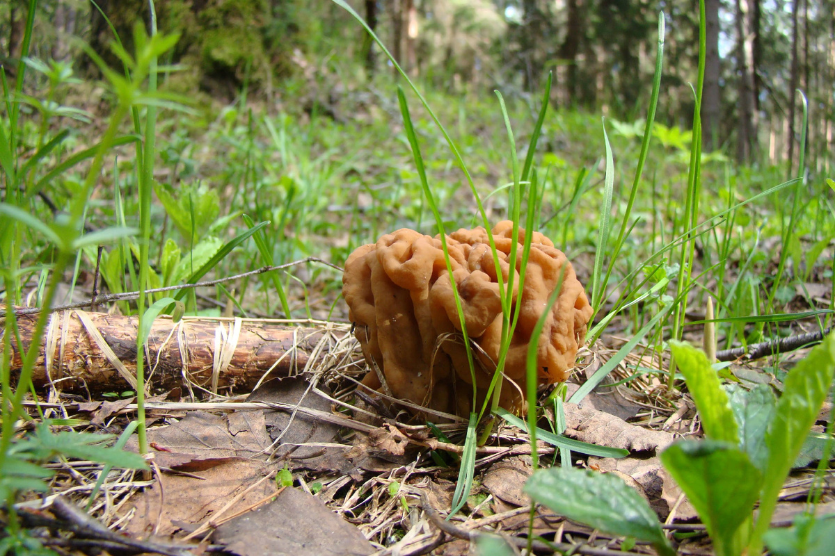 Строчок гигантский. Фото автора. Архив.