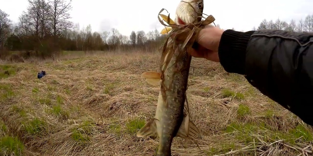Какие минимальные размеры рыбы разрешены к вылову (щука, судак, лещ, жерех)?