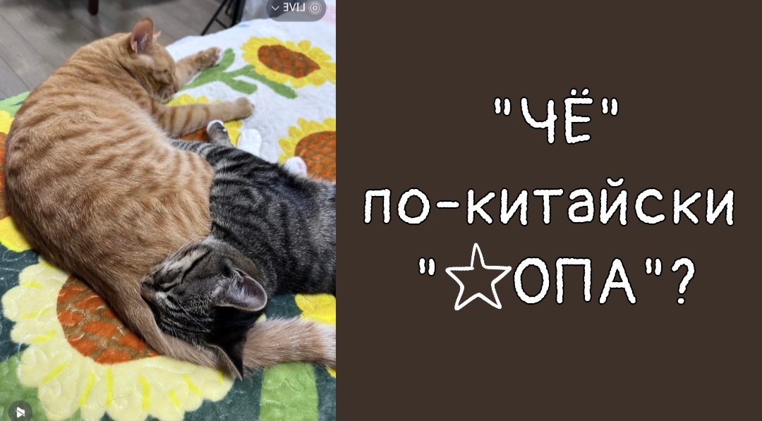 www.mhsk.ru
