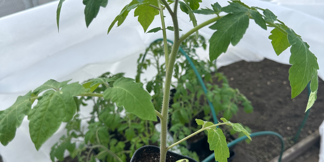 Высадила вчера томаты в теплицу. Напомню, сеяла их 8 февраля , перевезла в теплицу около 10 дней назад . Теплица на отапливаемая.