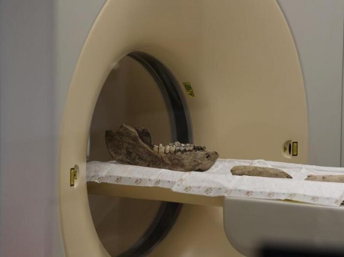 Челюсти шерстистого носорога впервые изучили на компьютерном томографе в НГУ