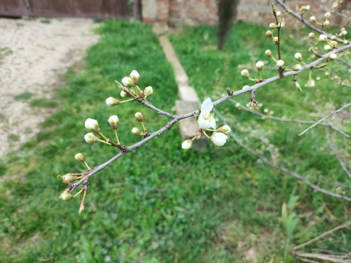 Возле дома алыча зацветает...
