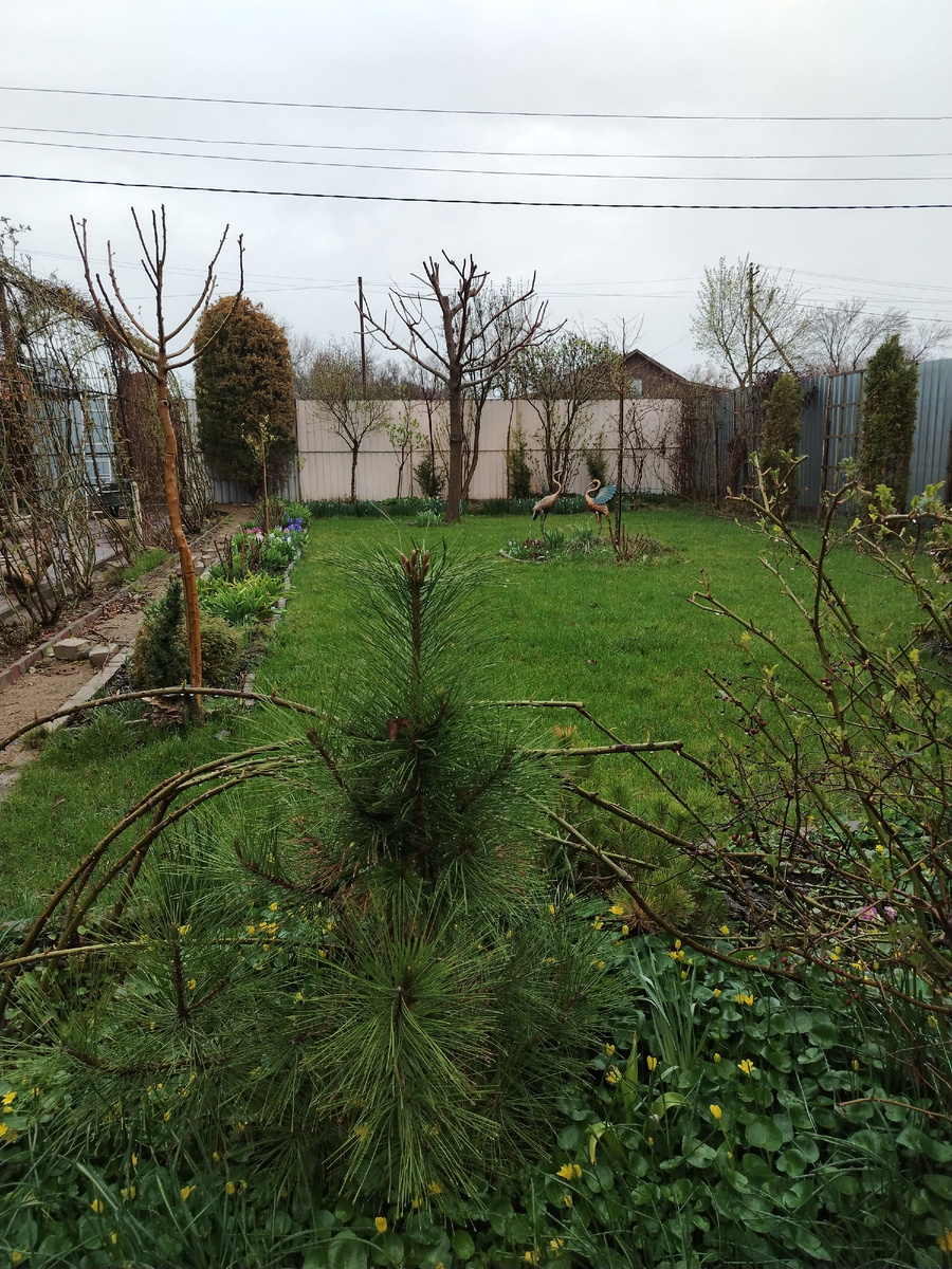 А вот и бардачище всунулся в кадр слева. И розы ещё не все подняты. Зато арку уже одолела, ура, товарищи. 