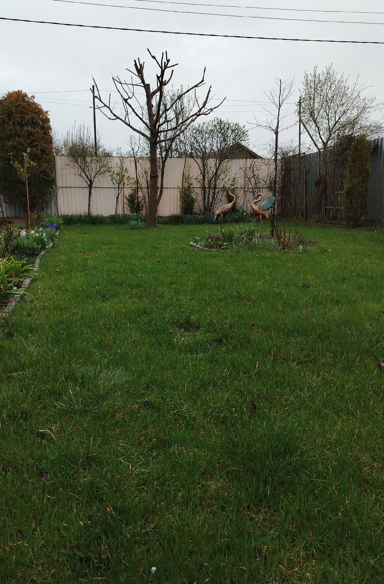 Разве не хорош? Хоть и неприбран ещё, не вычесан, но всё равно - красавец. Цапельки ему идут. Так и зимовали птички. Прекрасно сохранились, хоть дорогой супруг и предсказывать, что ржа их съест. Фигушки! 