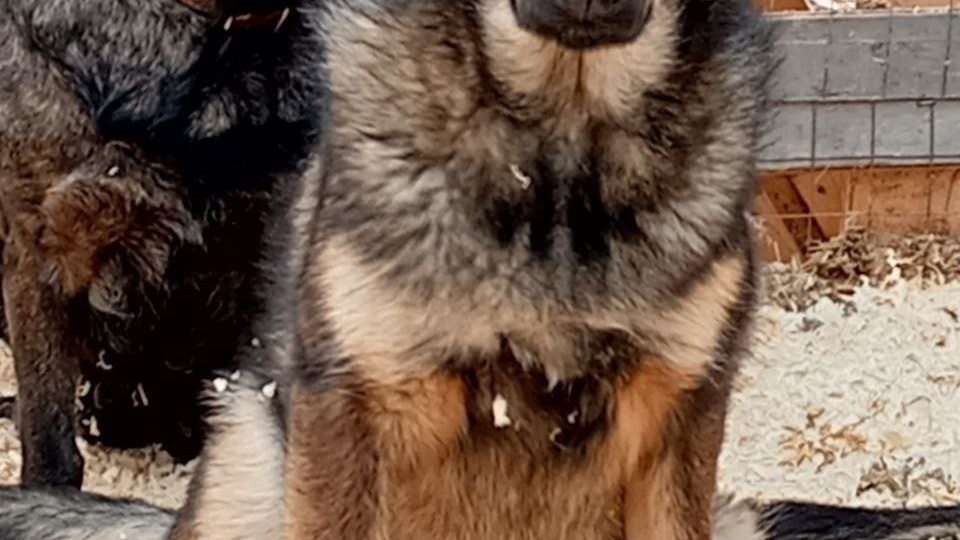 🐕💔 Уже полгода сижу в закрытом вольере…