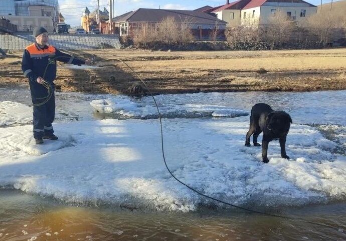 Пытавшегося спасти собаку школьника унесло течением на льдине в Агинском