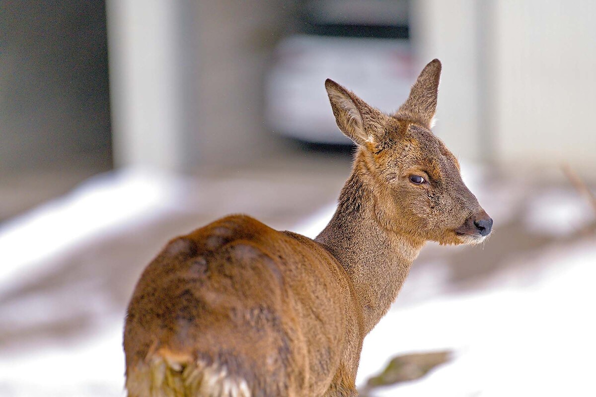  © Jean-Paul Wettstein, Pexels.com