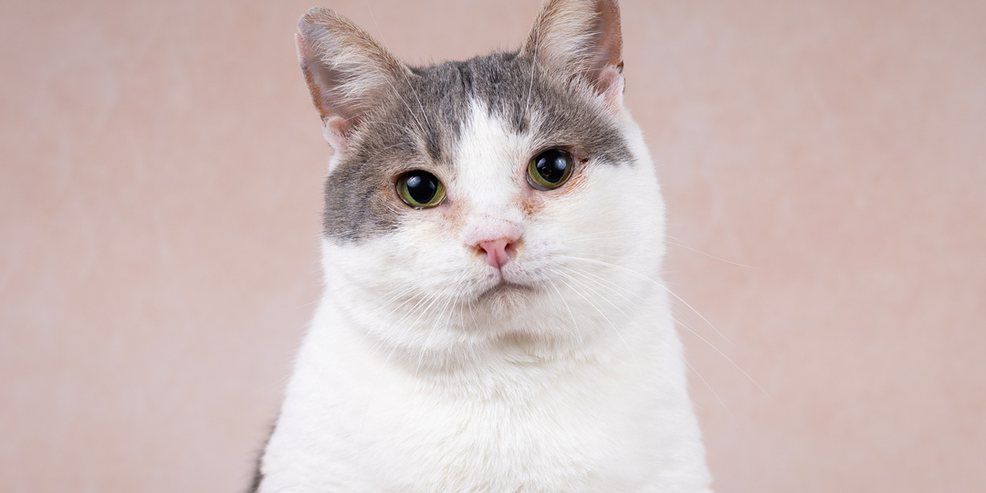 Кот ВАСИЛИЙ ищет дом🏡