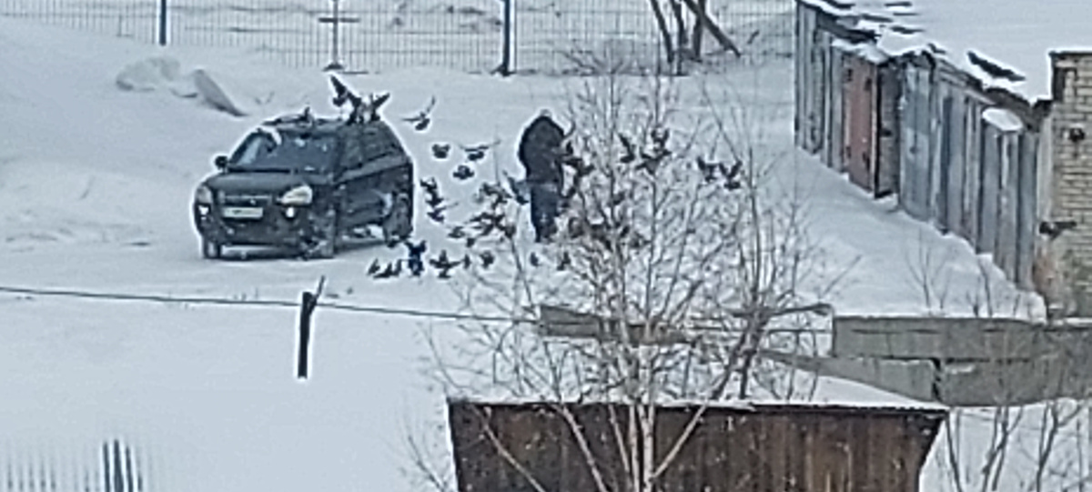  Краска у машины точно кукукнется от голубиного помета.