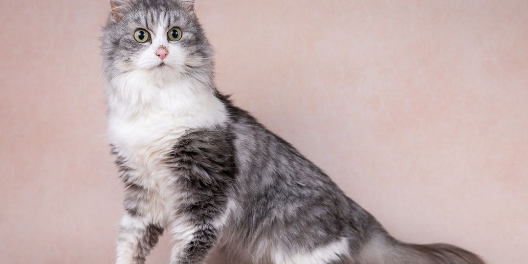 Кошка МАРУСЯ ищет дом🏡