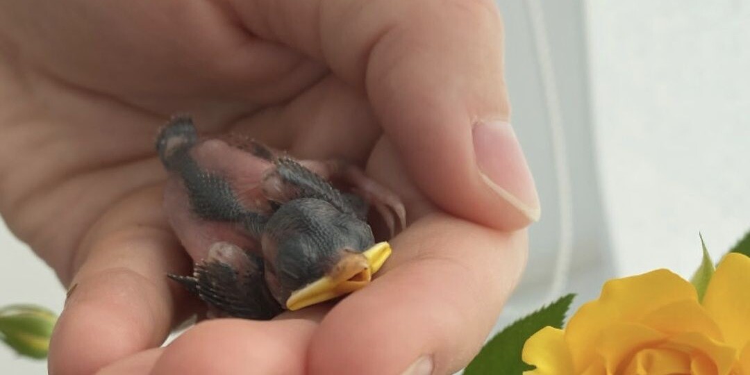 «Выкинули из гнезда дважды»: тюменка выкормила птенца воробья и научила его говорить