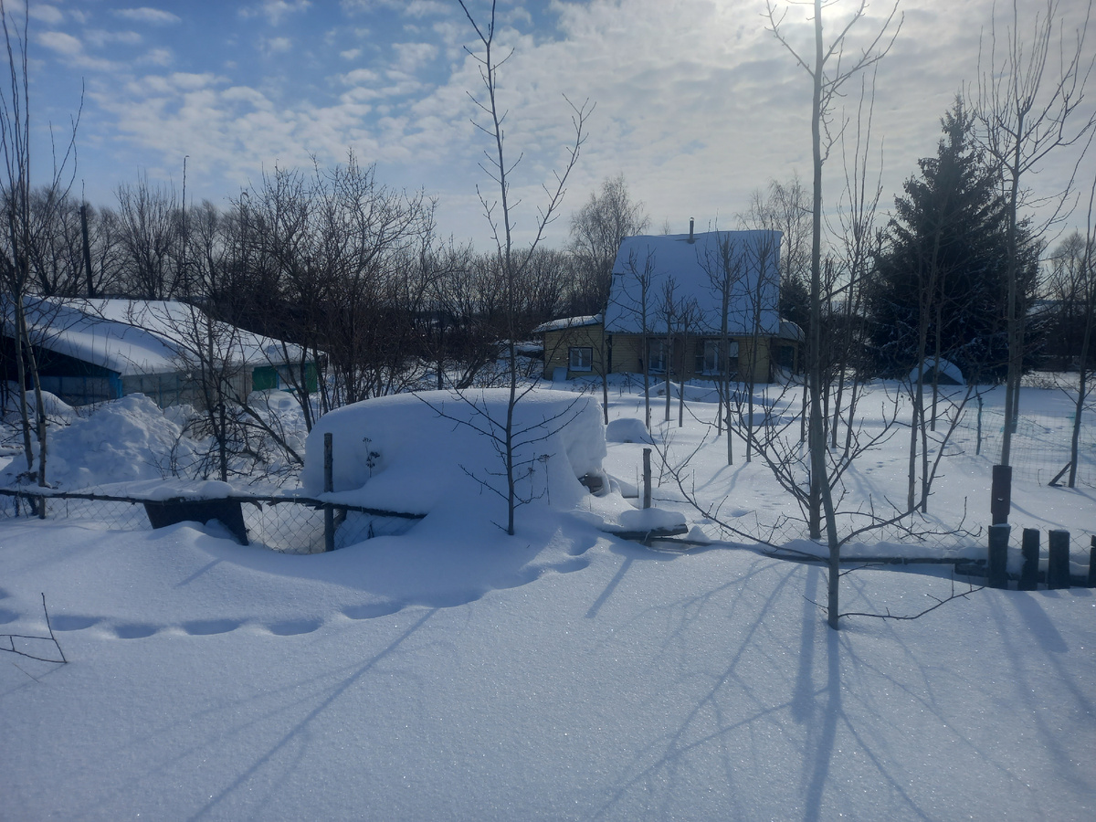 Начало марта. Забор высотой в мой рост полностью под снегом. Лисы просто перешагивают через него, чтобы пройти в огород.