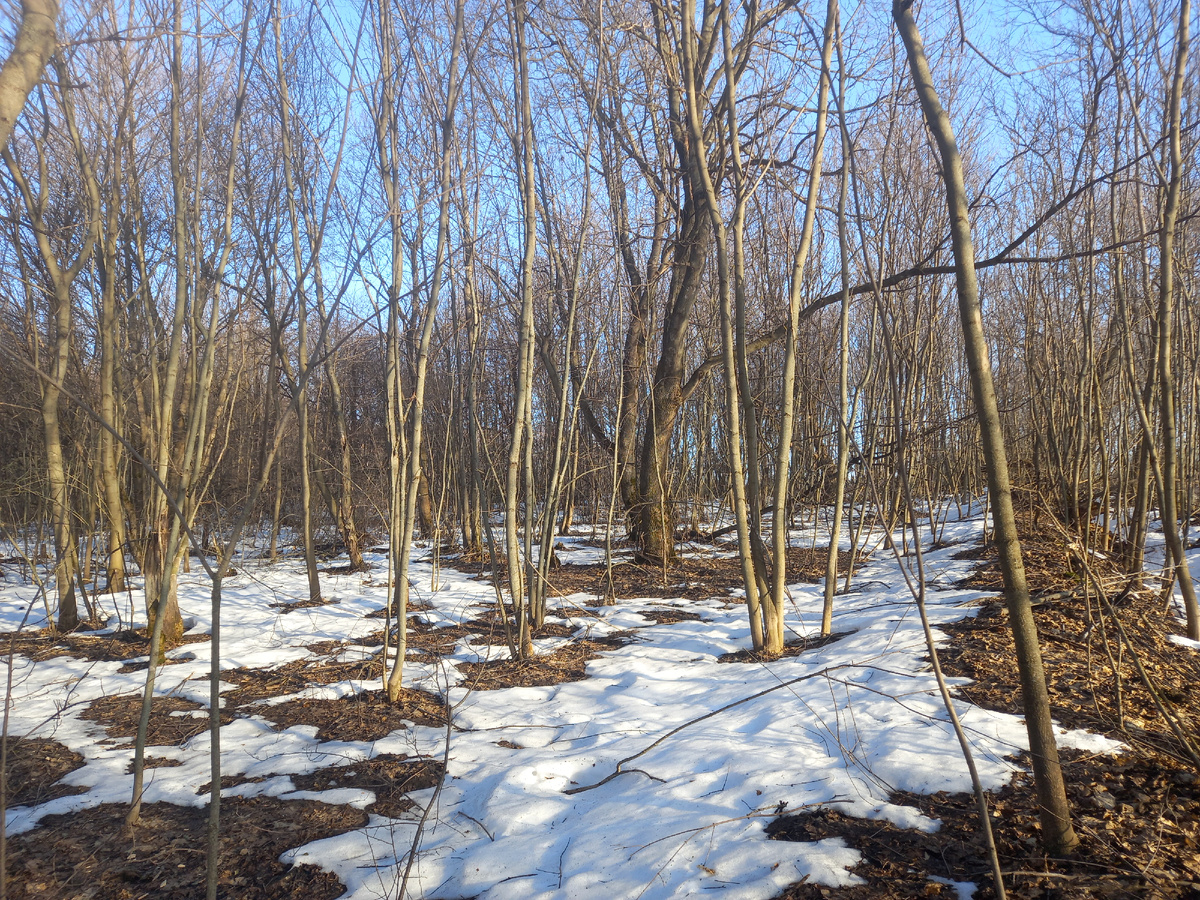 Конец марта. В лесу все еще лежит снег