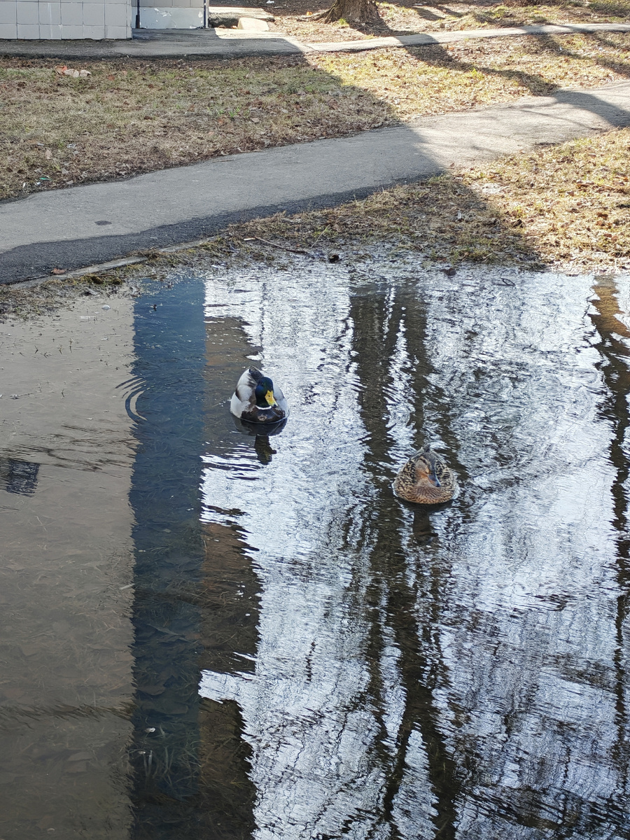 Простото наблюдение. Каждую весну у нас между домами образуется озеро. И каждый год, пока водоём не пересыхает, тут живёт парочка уток. 