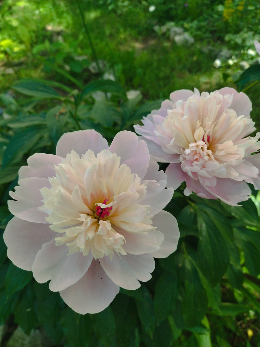 Для обложки и настроения) 