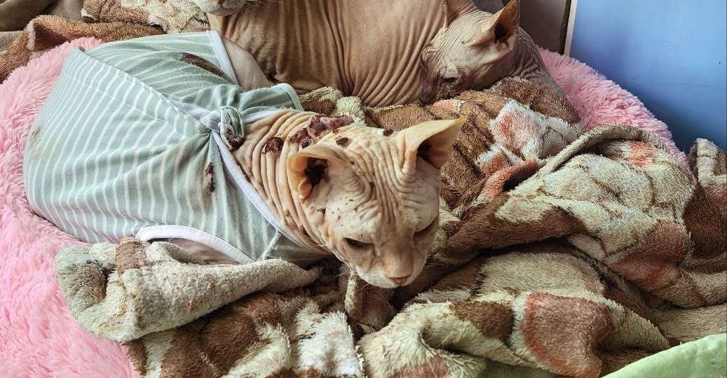 Беда в приюте! Чуть не замёрзли лысые кошки