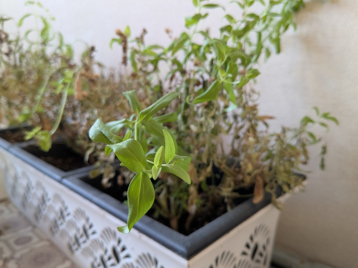 Зелени осталось мало, но было что зачеренковать