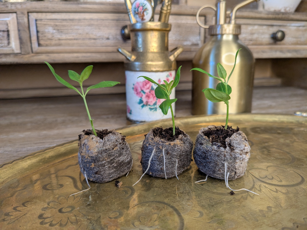 Укорененные черенки львиного зева