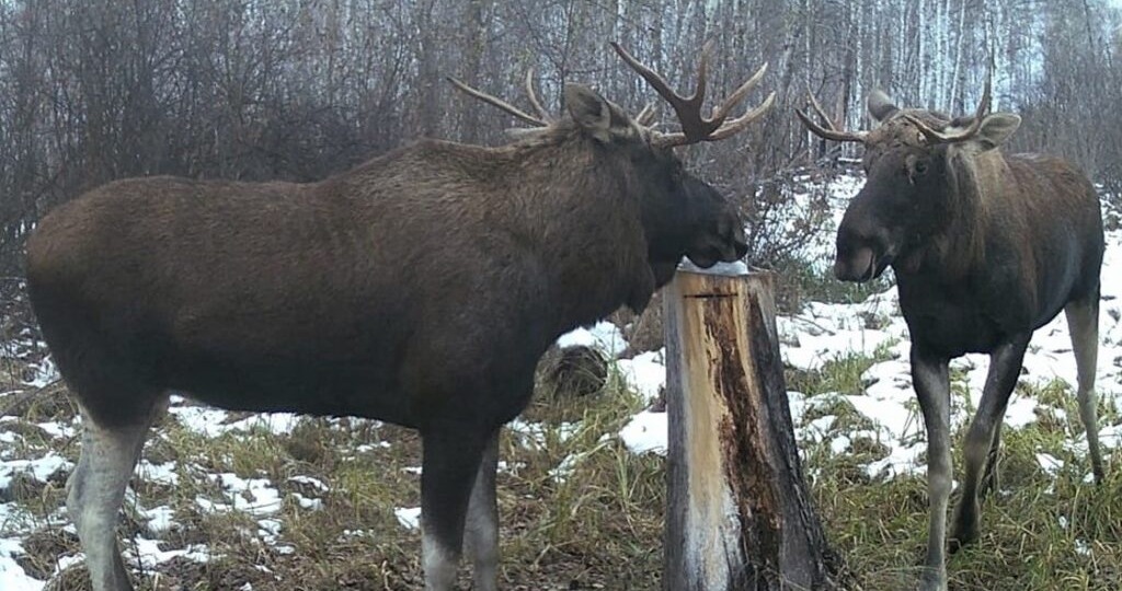 Лосей в регионе стало больше