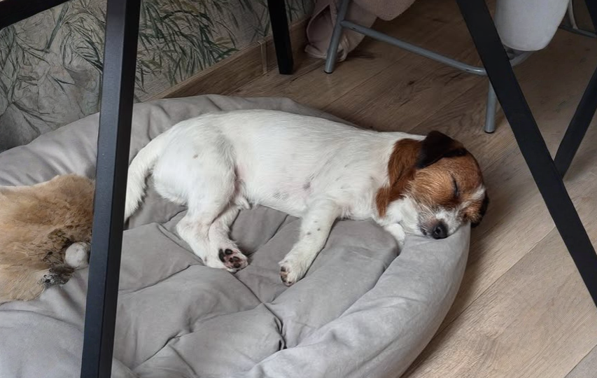 Как выбрать щенка джек-рассела: не по фото, а по характеру. На что смотреть в первую очередь