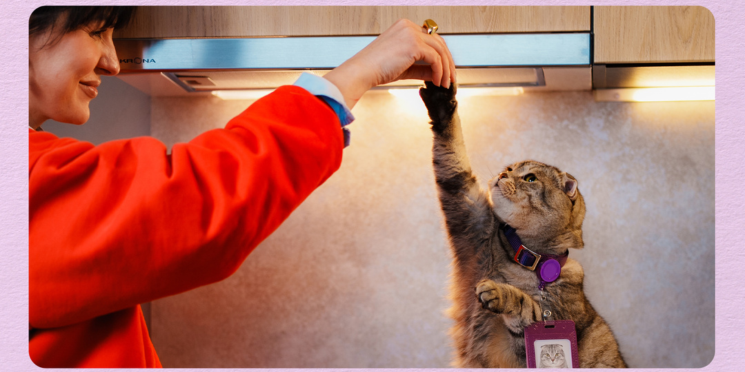 Как в Тюмени коты помогают новосёлам