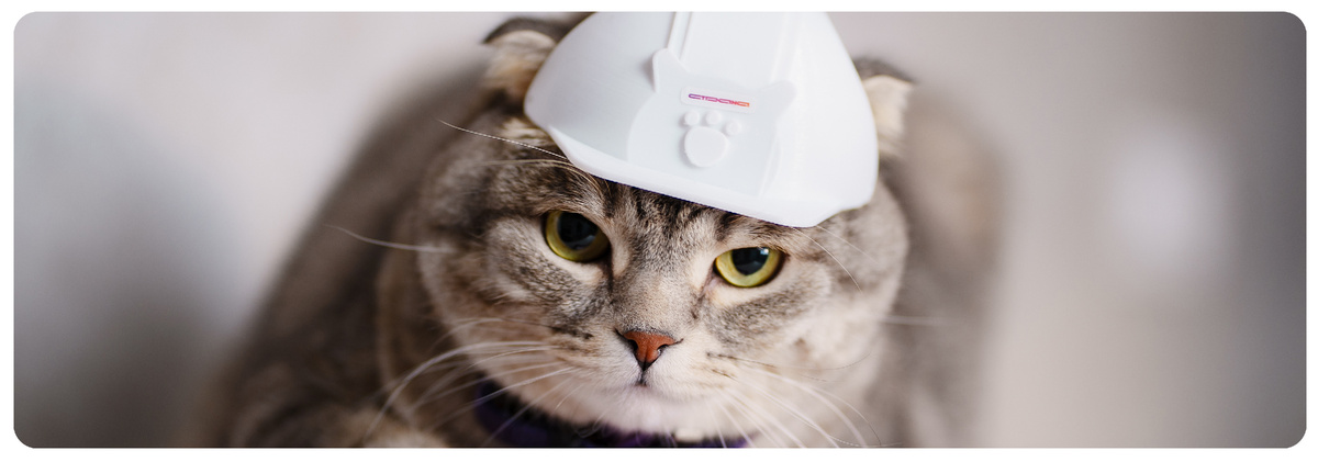 Усатые эксперты Страны помогали выбрать правильное место для кровати и проверяли каждый уголок