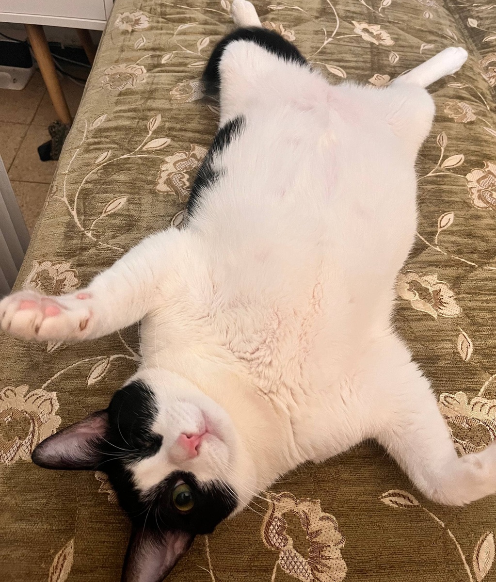 Фотографии помидоров или песочных часов не нашла, поэтому палочка-выручалочка - кошка старших детей. Никакой многозадачности 😁 Отличная концентрация и фокус внимания на самом важном)))))