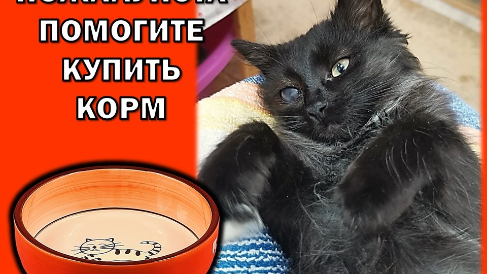 🙏🙏 Наша передержка просит помощи в закупке детского корма для маленьких котеек🥰